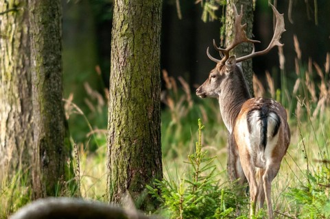Dama dama, fallow deer, fallow deer, mammals, shovelers, mammals