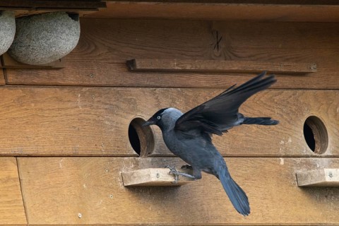 Corvus monedula, jackdaw, birds, brood cave, breeding ground, corvidae family of birds, nesting