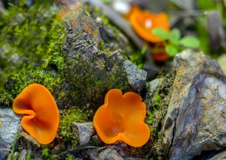 Aleuria aurantia, fiery red mug mushroom, common orange mug, orange mug, orange-red mug, peziza