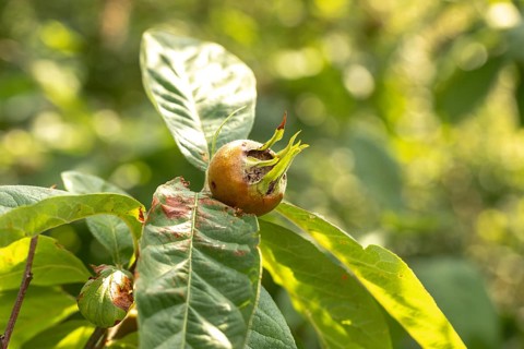 Close-up of a medlar (Mespilus germanica) on a branch with green leaves, Ternitz, Lower Austria,