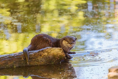 On a sunny day, an oriental small-clawed otter (Aonyx cinerea) lies on a log floating in the water,