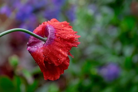 Garden poppies (Papaver) in the rain, North Rhine-Westphalia, Germany