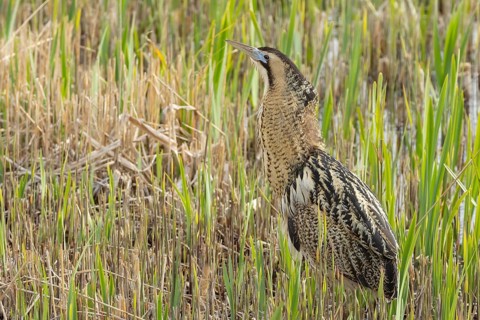 Great or Eurasian bittern (Botaurus stellaris) adult bird in a reedbed, RSPB Minsmere nature