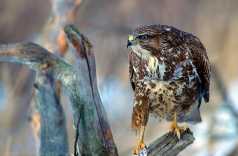 Accipitriformes, Buteo Buteo, Buzzard, Buzzard, Birds of Prey, Raptors, Birds