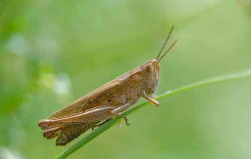 Acrididae, Caelifera, Chorthippus dorsatus, field locusts, gomphocerinae, short-feeler, steppe