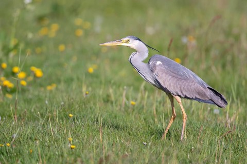 Grey Heron (Ardea cinerea), Dümmer, Lembruch, Lower Saxony, Germany