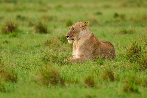 A lioness lies calmly in the grass of a green savannah landscape, lioness (Panthera leo), Masai
