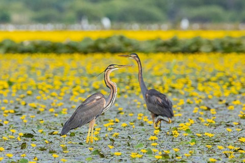 Purple heron (Ardea purpurea) Hungary