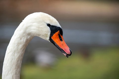 Cygnus olor, mute swan, anatidae, birds, duckbirds, cusp swan, swans, swans, birds, waterbirds
