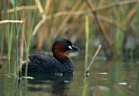 Littele Grebe, Tachybaptus Ruficollis, Little Grebe, Birds, Dabchick, Grebe, Grebe, Mirror,