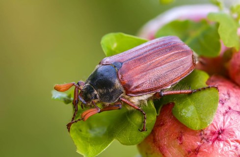 Leaf horn beetle, field may beetle, common may beetle, may bug, melolontha melolontha,