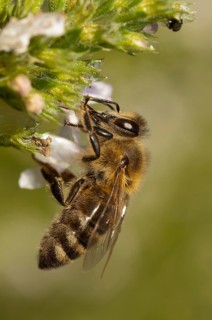 Apidae, apis mellifera, bees, European honey bee, European honeybee, hymenoptera, western honey