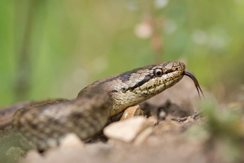 Coronella Austriaca, smooth snake, critters, reptilia, reptilia, reptiles, snakes, snakes