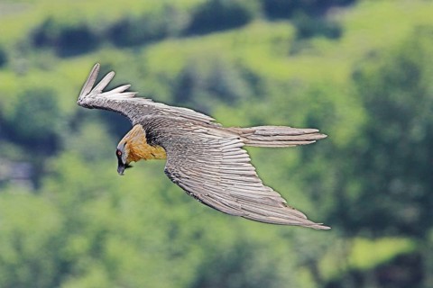 Animals, birds, vultures, Ordessa National Park, Pyrenees, Spain, bearded vulture (Gypaetus