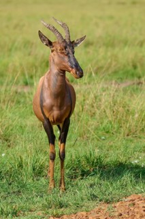 An antelope standing upright with horns in a green setting, topi (Damaliscus lunatus jimela), Masai