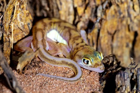 Palmato gecko (Pachydactylus rangei), night shot, NamibRand Nature Reserve, Namib Desert, Namibia