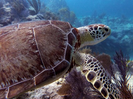 Close-up of a Hawksbill sea turtle (Eretmochelys imbricata imbricata) swimming through a coral