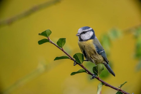 Blue tit, parus caeruleus, birds, tits, passeri, songbirds, songbirds, tits, birds