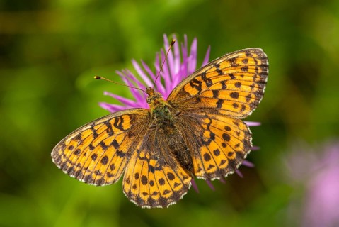 Brenthis Ino, Lesser Marbled Fritillary, Meadowsweet Pearl Butterfly, Purple Silver Butterfly,