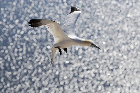 Gannet, Sula Bassana, Nortern Gannet, seabird on the rock of Heligoland, Heligoland, Germany