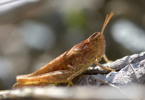 Acrididae, Caelifera, Chorthippus apricarius, field grasshopper, field locust, gomphocerinae,