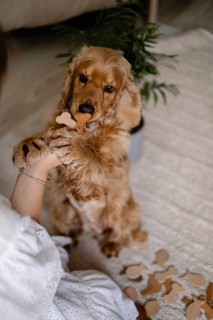 An attentive dog cocker spaniel interacts with a person holding wooden bones in a sitting position