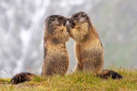 Alpine marmot (Marmota marmota), Heiligenblut, Carinthia, Austria