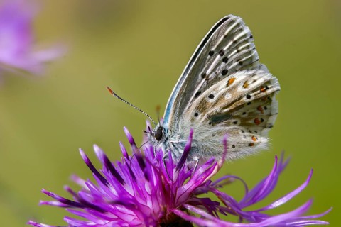 Lysandra coridon, polyommatus coridon, silver-blue, silver-green blue, silver-green blue,