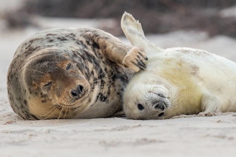 Grey seal (Halichoerus grypus), young seal with its mother, Nordesee, Heligoland,