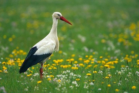Animals, birds, stork, storks, (Ciconia ciconia) A white stork standing in a meadow, Germany,