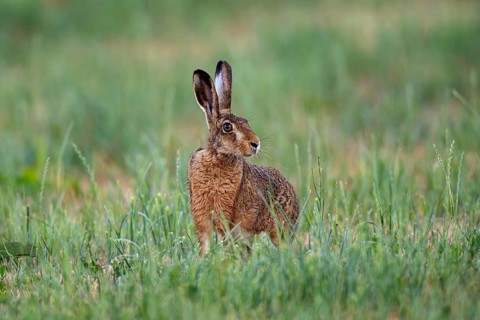 European hare (Lepus europaeus), Vulkaneifel, Rhineland-Palatinate, Germany