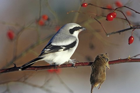 Animal Animals Bird Birds Prey Mouse eats Laniidae (Lanius excubitor) Shrike Great Grey Shrike