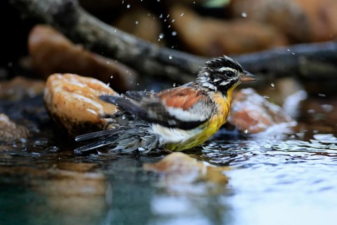 Yellow-bellied Bunting (Emberiza flaviventris), adult male, by the water, bathing, Kruger National