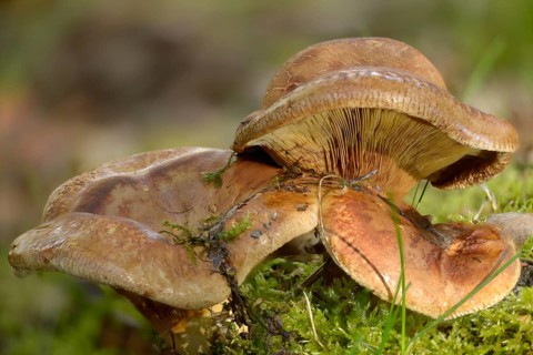 Bald Krempling, Paxillus Involutus, Balding Krempling, Brown Roll-Rim, Common Roll-Rim, Fungi,