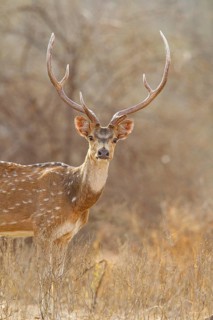 Axis deer (Axis axis) India