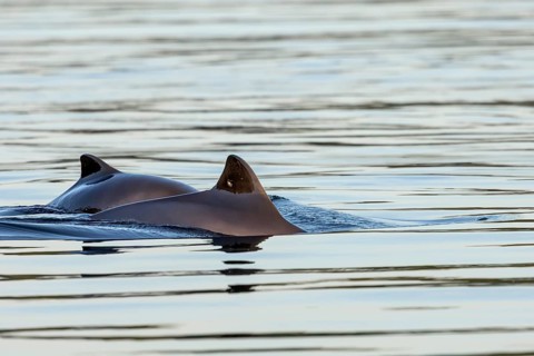 A harbour porpoise (Phocoena phocoena) with her calf in the Baltic Sea, baby animals, cute, baby