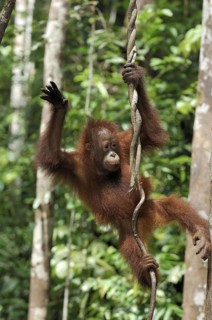 Animals, Mammals, Orangutan (Pongo pygmaeus), Juvenile, Tanjung Puting National Park, Borneo,