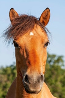 Close-up of brown horse head with tousled mane against blue sky and green background, Provence,
