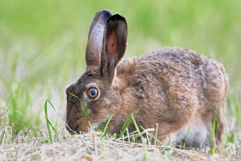 Hare in meadow - Lepus europaeus