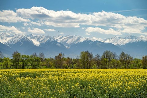Blooming rapeseed field off the snow-covered Carpathian Mountains in Transylvania, Romania
