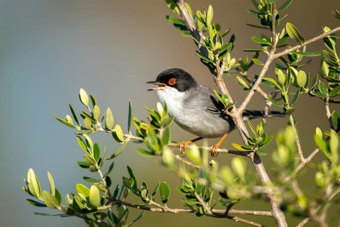 Granelli, Italy, Pantani Cuba and Longarini, velvet warbler, Sardinian warbler, Sylvia