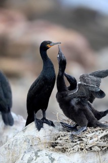 Cape cormorant (Phalacrocorax capensis), adult, two chicks, begging, nest, on rocks, Betty's Bay,