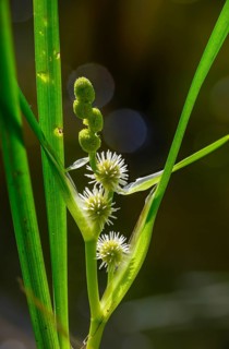 Upright hedgehog flask, sparganium erectum, branched bur-reed, flora, high size, portrait, hedgehog