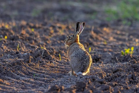 European Hare Lepus europaeus, adult hare, Schleswig-Holstein, Germany