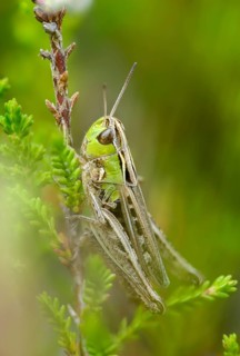 Acrididae, Caelifera, field locusts, gomphocerinae, grasshoppers, heather grasshoppers, small