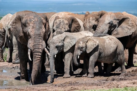 Herd of African elephants (Loxodonta africana), Addo Elephant National Park, Eastern Cape, South