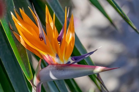Bird-of-paradise flower (Strelitzia reginae), Tenerife, Canary Islands, Spain