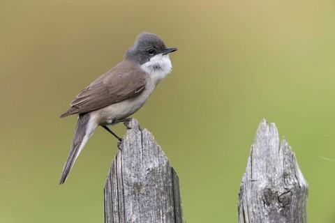 Rattleswarbler, Lesser Whitethroat, Sylvia Curruca, Birds, Garden, Garden Fence, Song, Passeri,