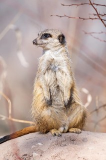 Meerkat (Suricata suricatta) standing sweet and curious in the desert, captive, occurrence Africa