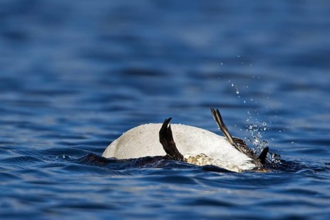 Red-throated Diver cleaning itself star diver, cleaning shops